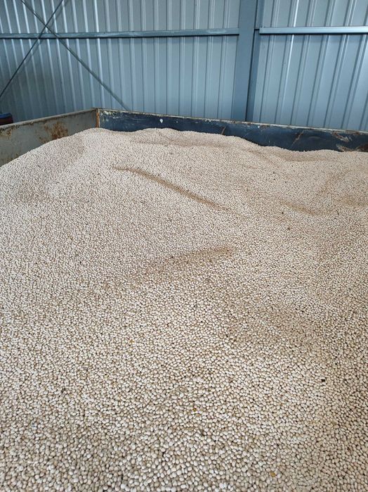 Łubin biały gorzki