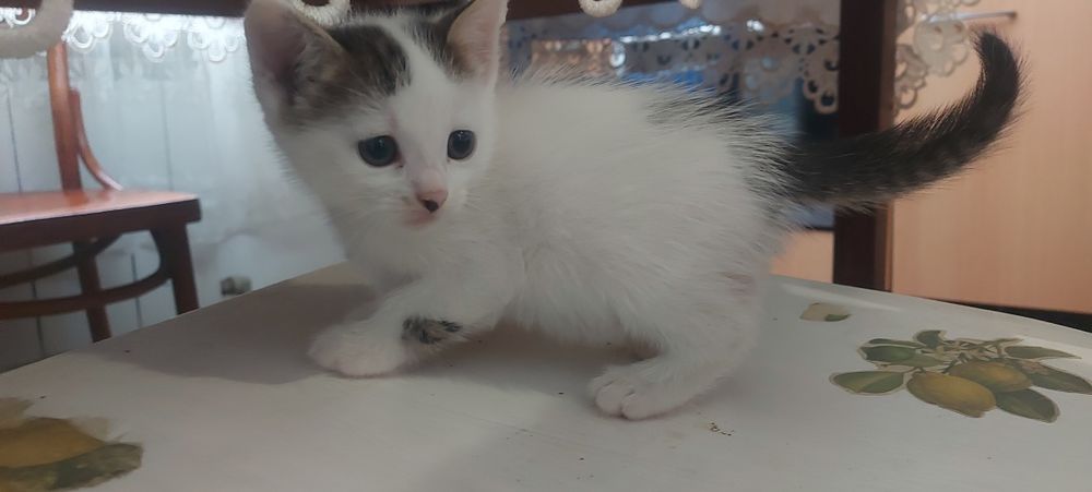 Кошенята котики  віддам даром