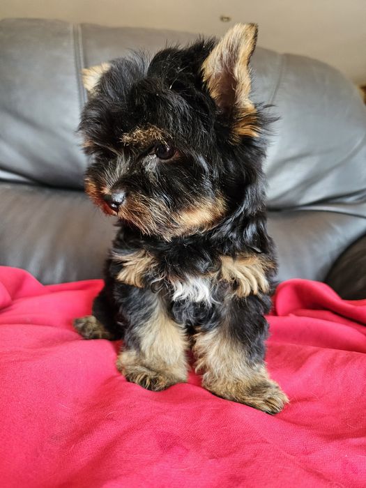 York terrier carier piekny  piesek
