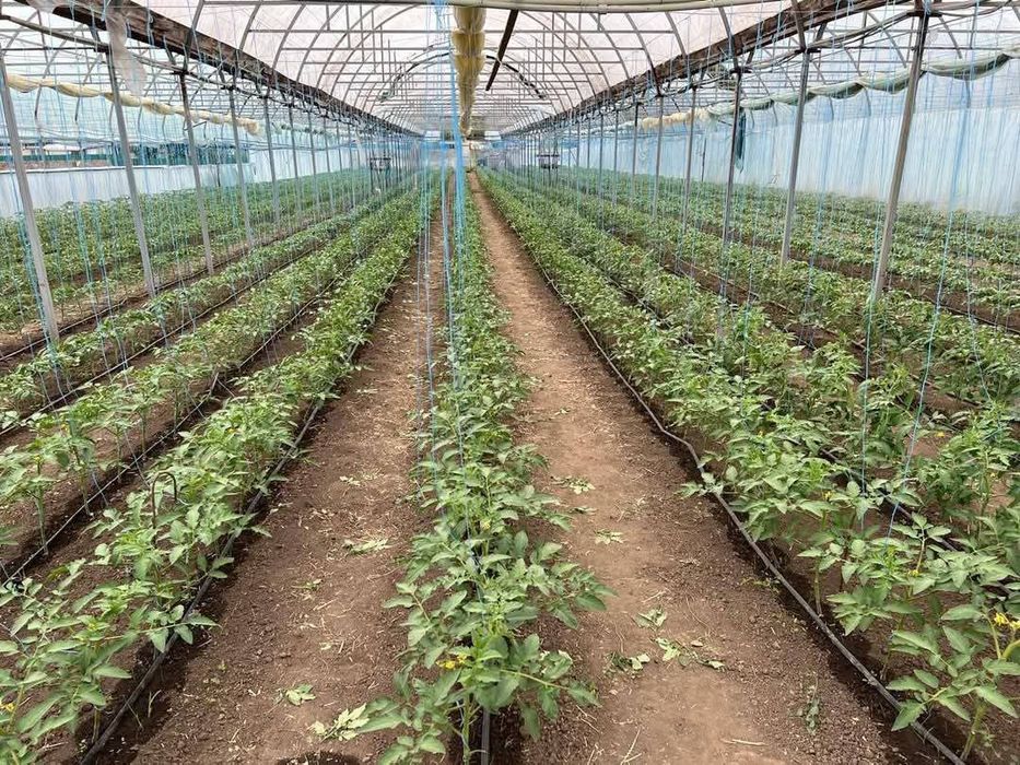 Продається будинок та тепличне господарство місто Жашків 140км від Киє