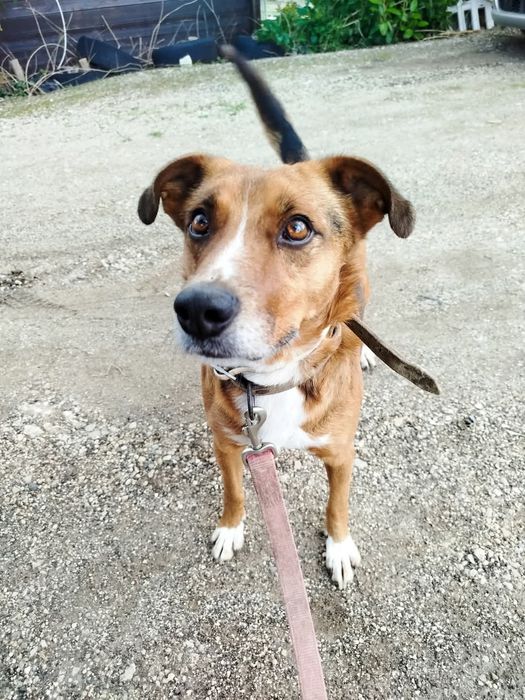 Dobbie - cão médio para adoção