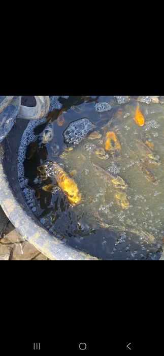 Carpas koi com 8/15 cm