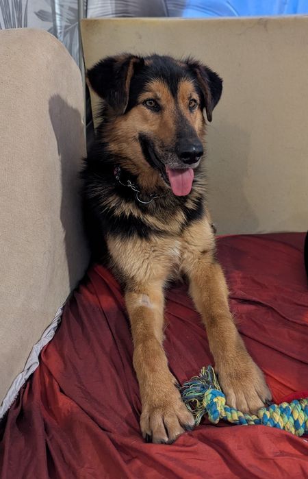 Borowik uratowany z  schroniska szuka ukochanego domu