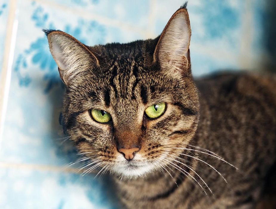 Зеленоока красуня Холлі! 1,5 року, стерилізована (кіт, кішка, кошеня)