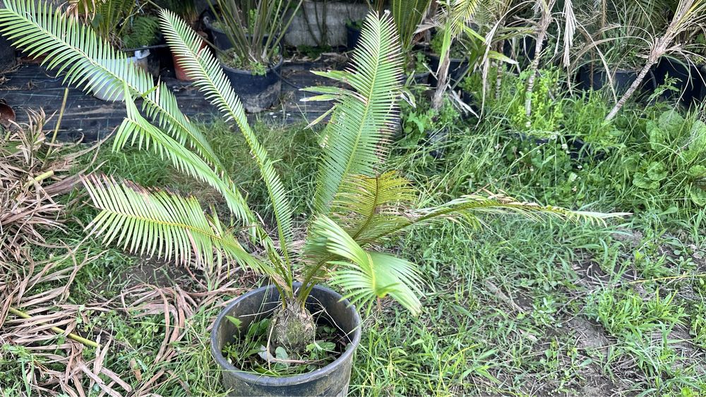 Cyca Dioon Edule Cica