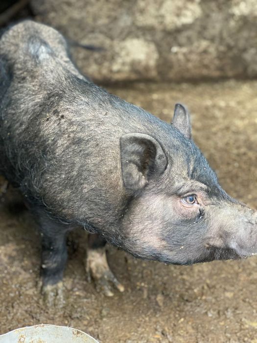 Продам в’єтнамських свиноматок