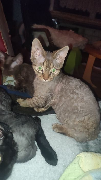 Hektor miziasty Devon rex możliwa zamiana