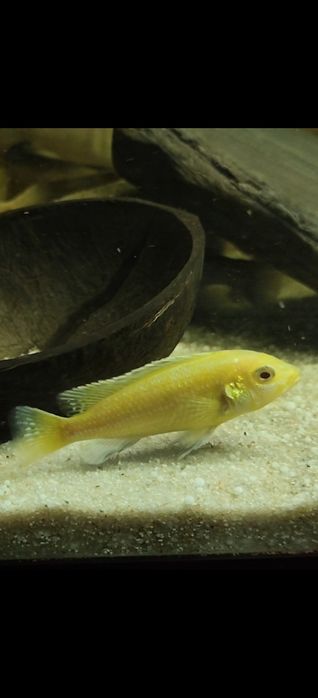 Ciclídeo Labidpchromis Caeruleus