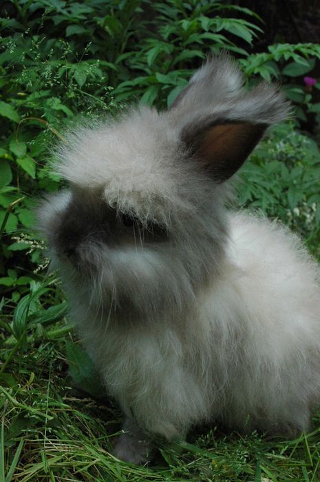 Królik miniaturowy Angora angielska /tzw yoreczek/