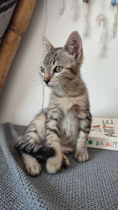 Gatinho Para adoção