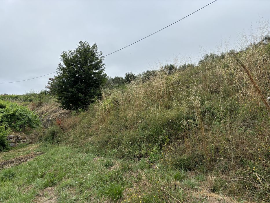 Limpeza de Terrenos e jardinagem