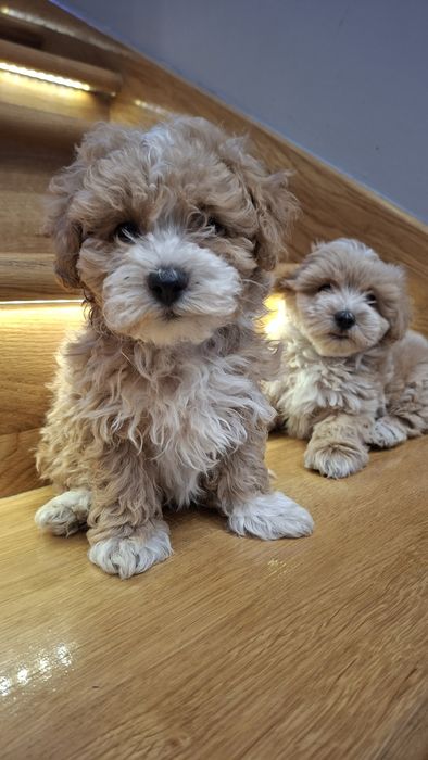 Maltipoo z rodowodem
