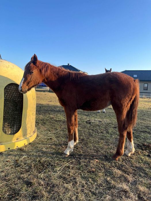 Sprzedam klacz po Leonardo da Vinci