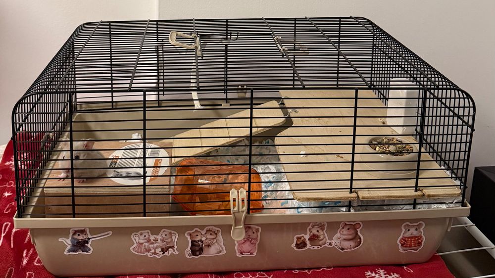 Chomik syryjski, oswojony – do oddania w dobre ręce