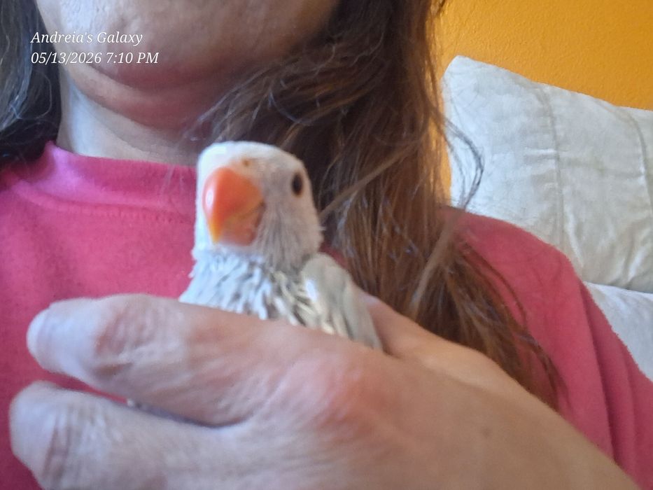 Ring neck bébés azuis