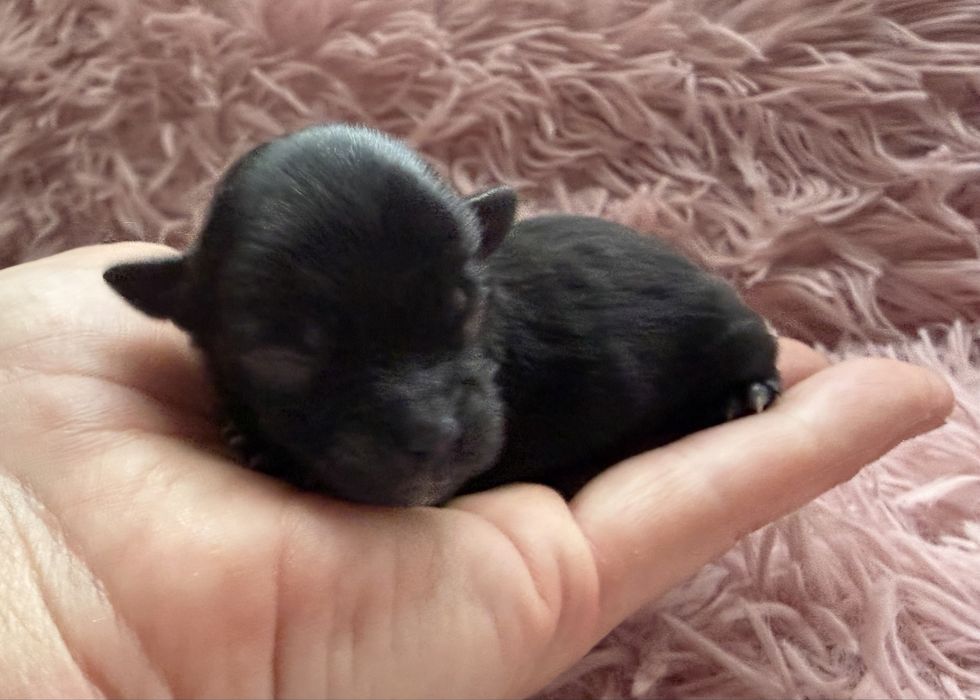 Yorkshire Terrier