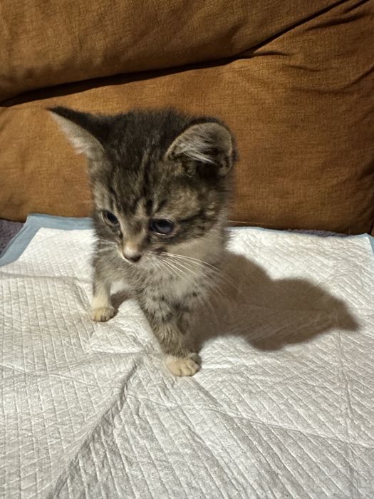 Киця кошеня 2,5-3 місяці