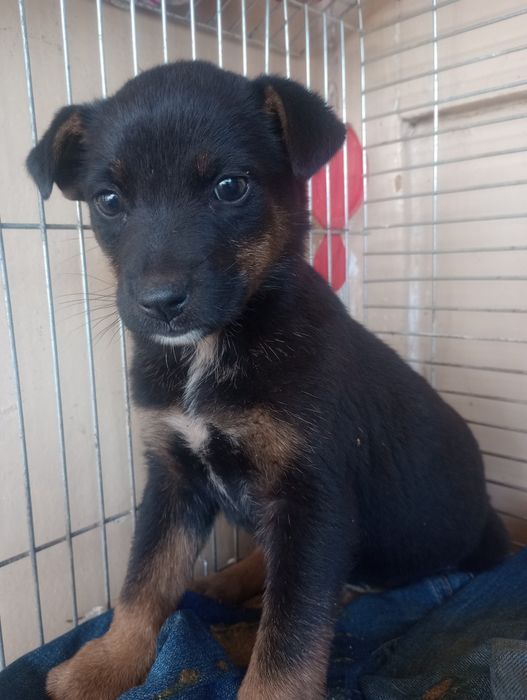 Щенок спасённый с мусорки уже стерилизована