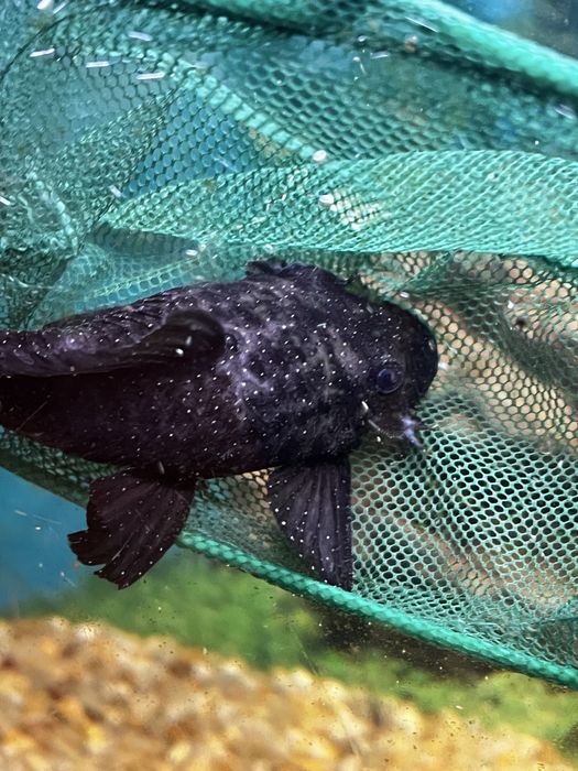 Сом Анциструс звездчатый (L181)