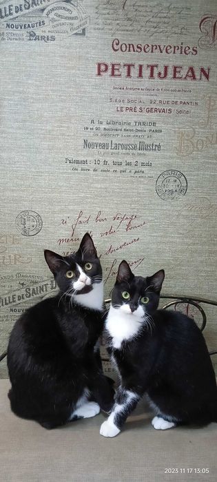 Отдам кота и кошечку