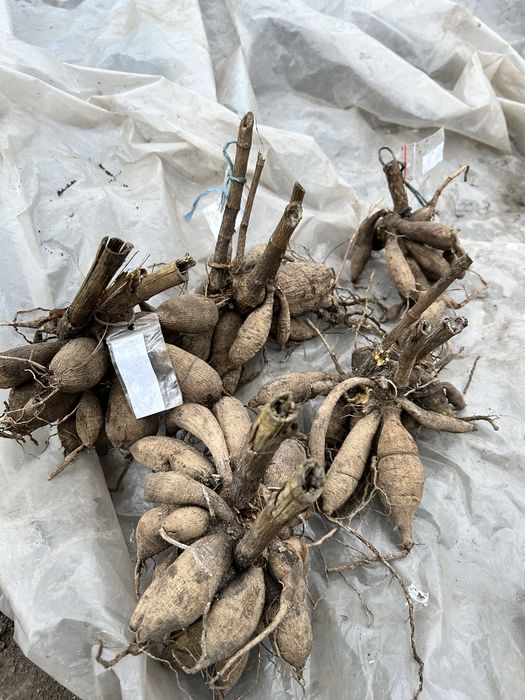 Корені великоквіткових жоржин