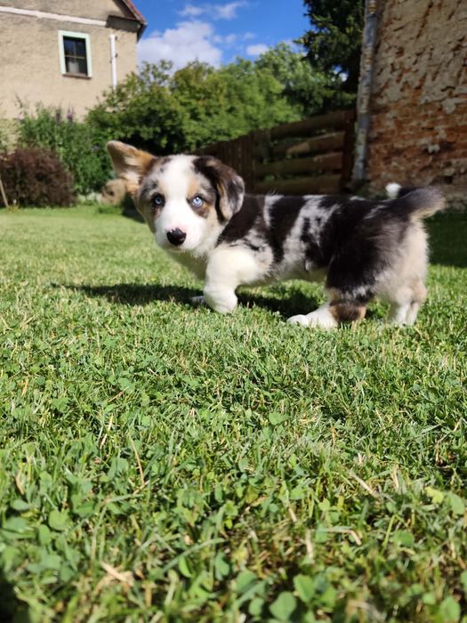 Welsh Corgi Cardigan Marty ( fluffy )