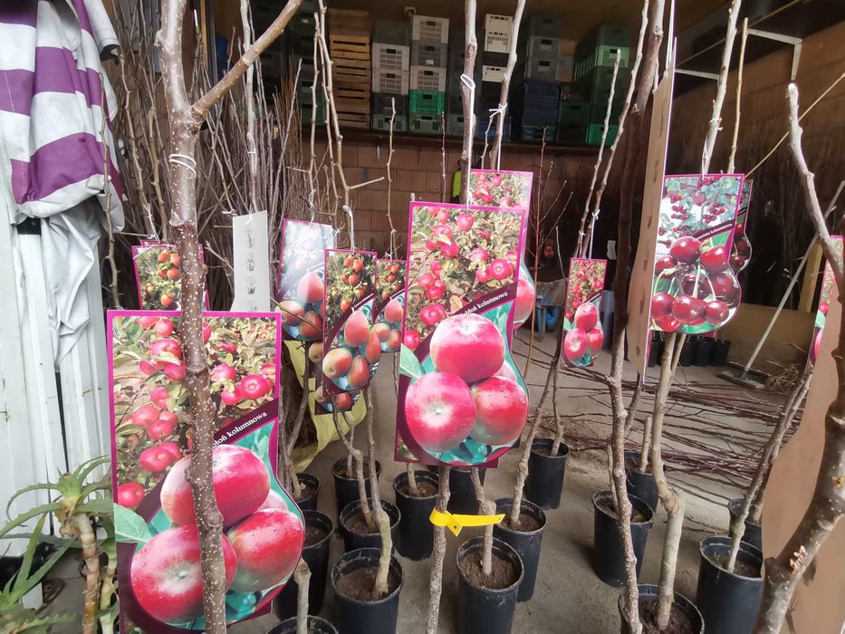 Drzewka i krzewy owocowe