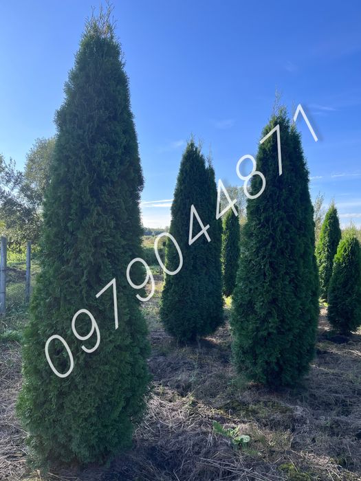 Туя Смарагд : 0.7м до 3м.+  Ялини.Ялівці . Кіпариси