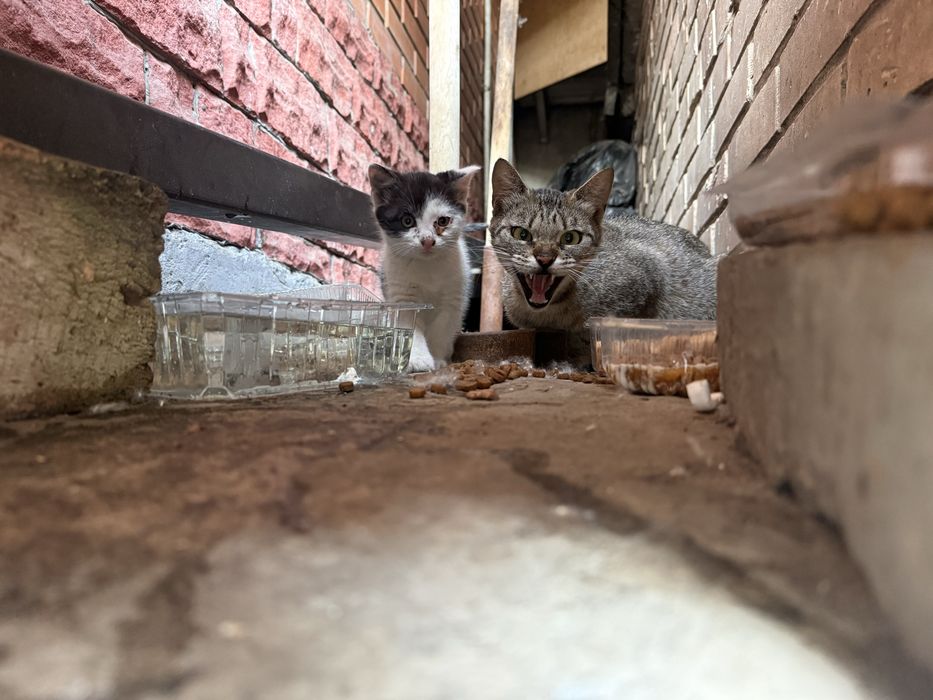 Котеня у добрі руки