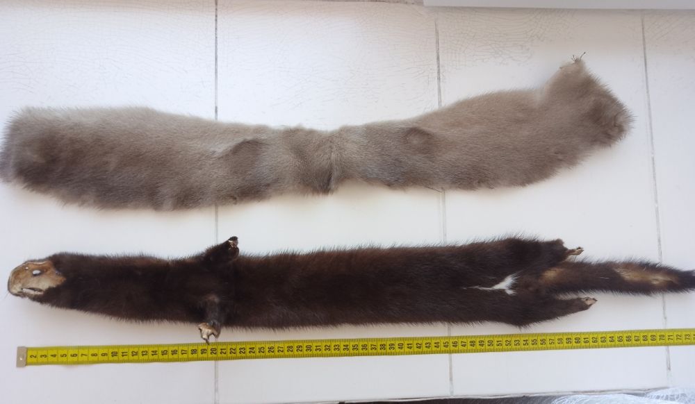 Шкурки хутро норка , дві штуки