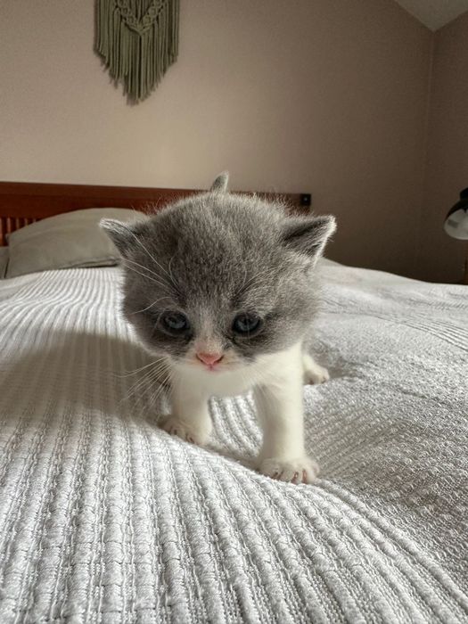 Kotka brytyjska a bicolor FPL