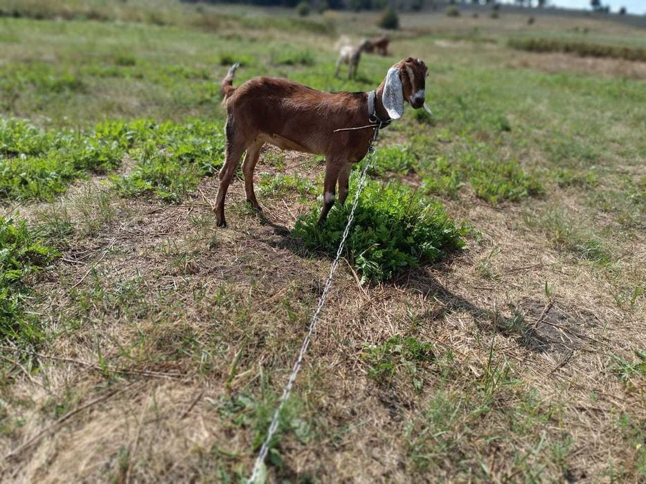 Англонумбійскі кози