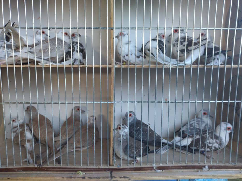 Sprzedam golabki diamentowe