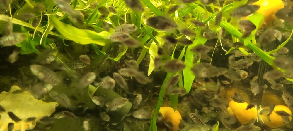 Sprzedam młode pielęgnice miodowe