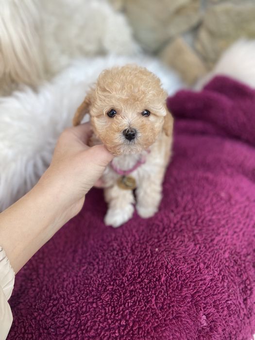 Найкрасивіші мальтипу ф1