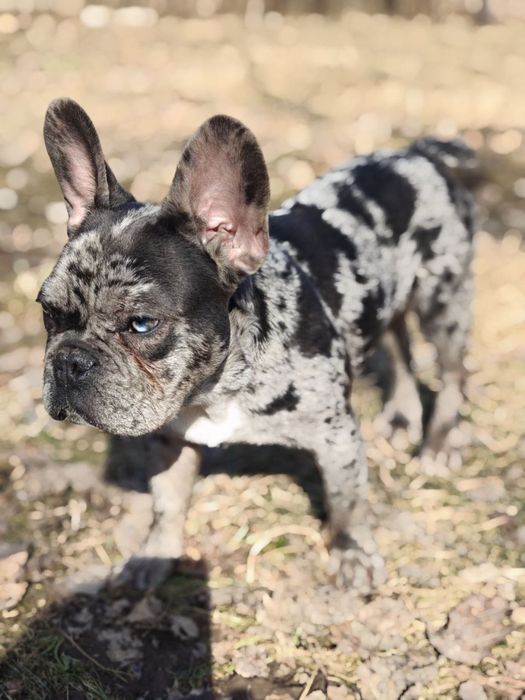 французький бульдог