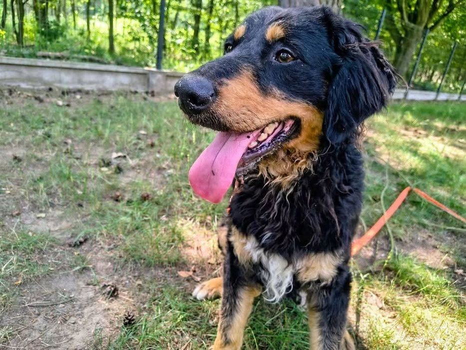 Śliczny Agrest w typie spaniela do adopcji