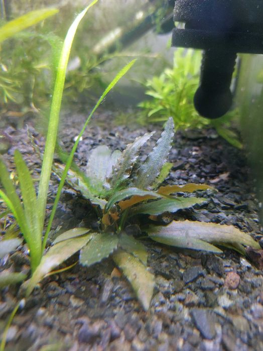 3szt. Roślinka do akwarium prosta w uprawie Cryptocoryne wendtii brown