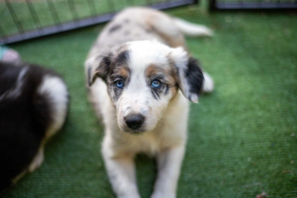Border collie blue merle niebieskie oczy ZKwP piesek suczka