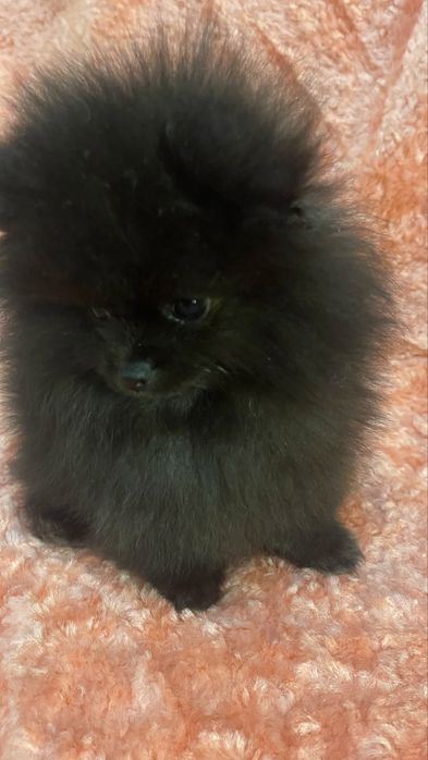 Померанський шпіц міні