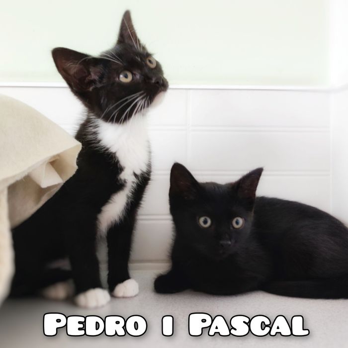 Pedro i Pascal 12 tygodniowe kociaki szukają miłości