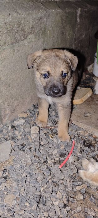 Віддам в хороші руки цуценя, песика