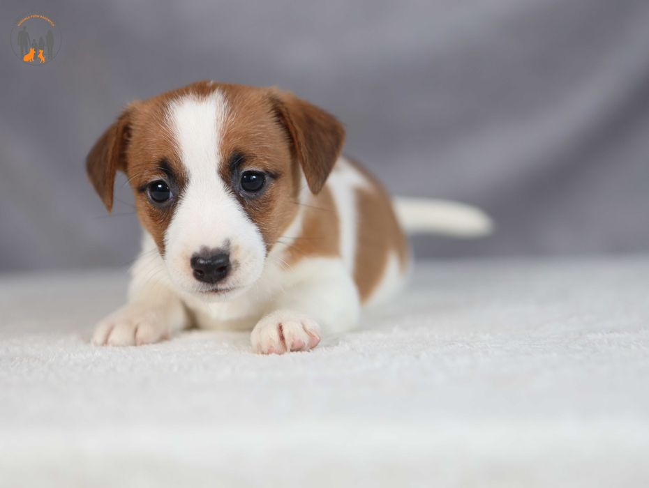 Jack Russell Terrier ZKwP FCI  w. krótki