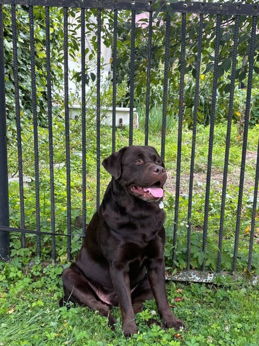 Шоколадний лабрадор шукає подругу для в'язки