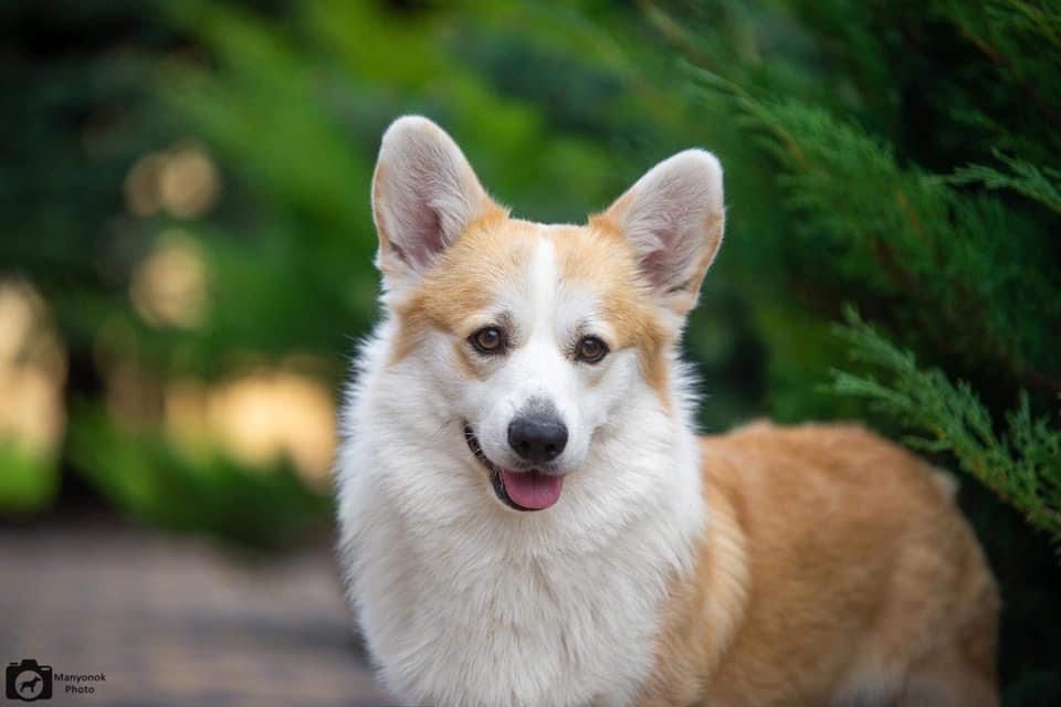 Цуценята Вельш Корги Пемброк