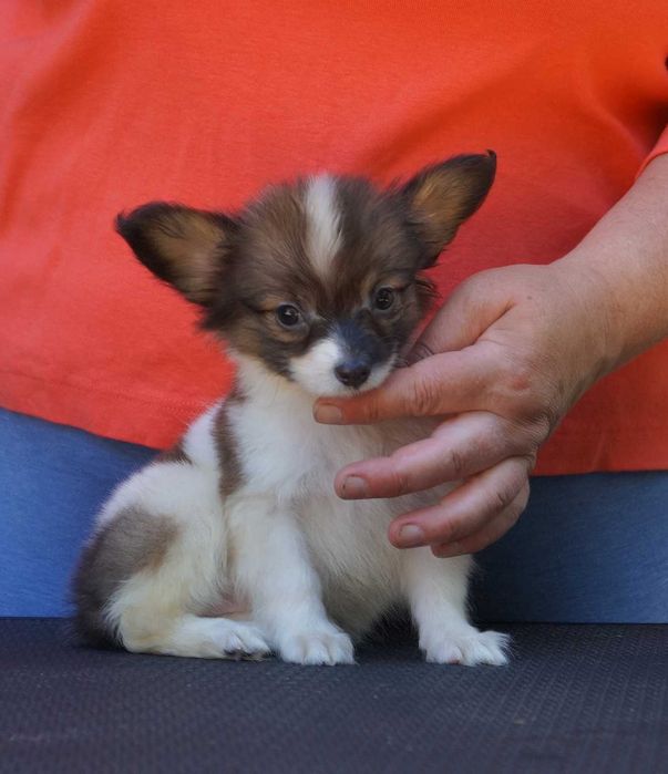 папийон щенки питомника