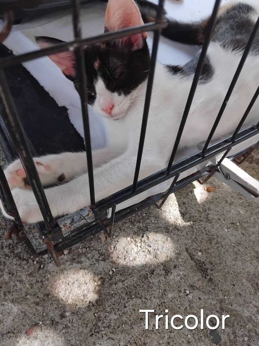 Gata bebé tricolor para adoção consciente