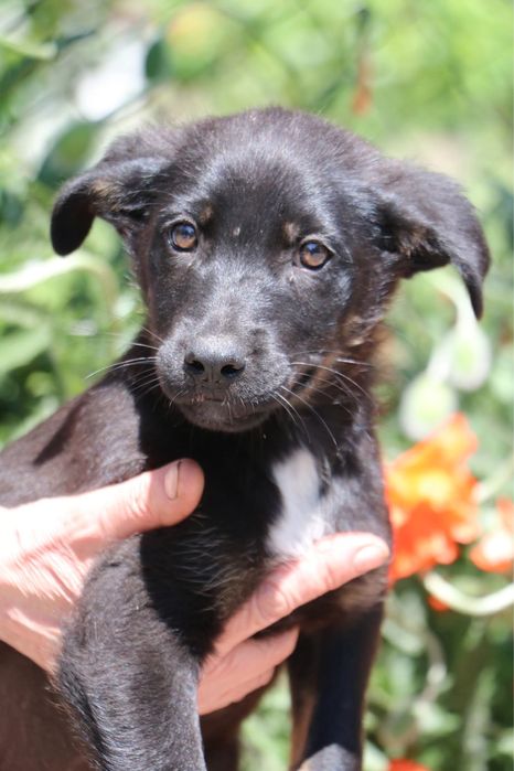 Цуценята хлопчики