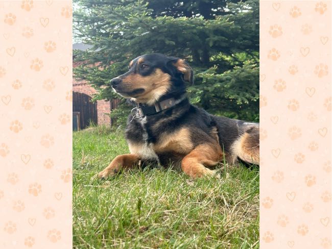 Cudowna, kochana suczka do adopcji, 2 lata,