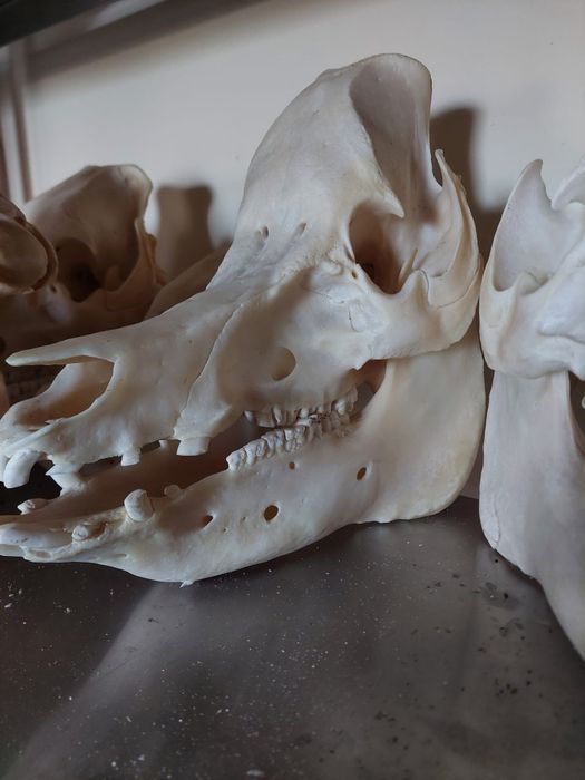 Czaszka świni swinia czacha skull dzik kły zęby viking